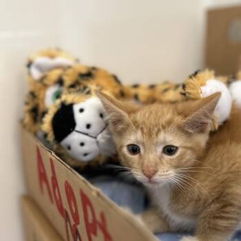 Ava -  Domestic Short Hair Cat for Adoption - Ava | PetCurious
