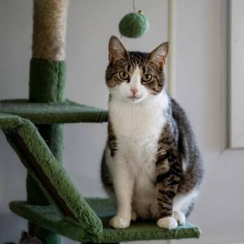 Quinn -  Domestic Short Hair Cat for Adoption in Indiana, Pennsylvania - Quinn | PetCurious