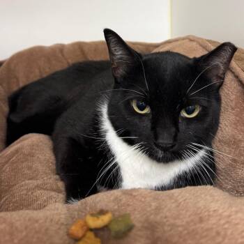 Gwen -  Domestic Short Hair Cat for Adoption in West Palm Beach, Florida - Gwen | PetCurious