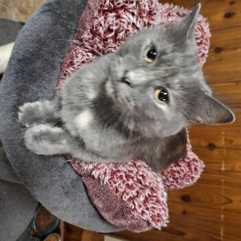 Rescue Dilute Tortoiseshell Cats for Adoption in Lawrenceville, Georgia - Miso | PetCurious