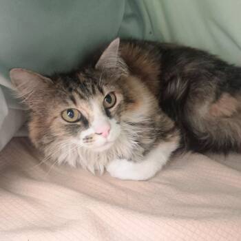 Duchess -  Domestic Long Hair Cat for Adoption in Ridgway, Colorado - Duchess | PetCurious