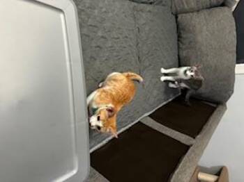 Rescue Domestic Short Hair Cats for Adoption in Pinole, California - Jacob | PetCurious