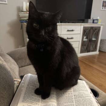 Rescue Domestic Short Hair Cats for Adoption in Decherd, Tennessee - Midnight | PetCurious