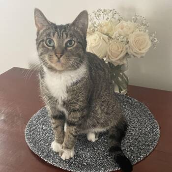 Rescue Domestic Short Hair Cats for Adoption - Ivy | PetCurious