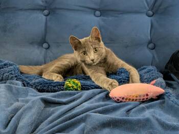 Rescue Domestic Short Hair Cats for Adoption in Edmonton, Alberta - Eclair | PetCurious