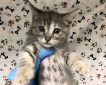 TILLY -  Domestic Short Hair Cat for Adoption in Riverside, California - TILLY | PetCurious