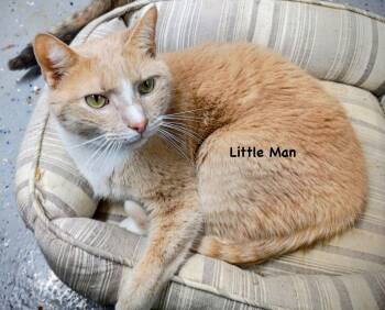 Domestic Short Hair and Tabby Cats Available for Adoption - Little Man | PetCurious
