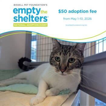Domestic Short Hair Cats Available for Adoption in Santa Cruz, California - BERLIN* | PetCurious