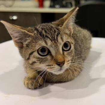Sheena -  Domestic Short Hair Cat for Adoption in Tampa, Florida - Sheena | PetCurious