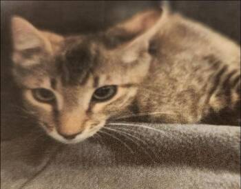 Christy -  Domestic Short Hair Cat for Adoption in Thompson Falls, Montana - Christy | PetCurious