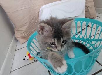 Domestic Long Hair Cats Available for Adoption in North Babylon, New York - Theodore | PetCurious
