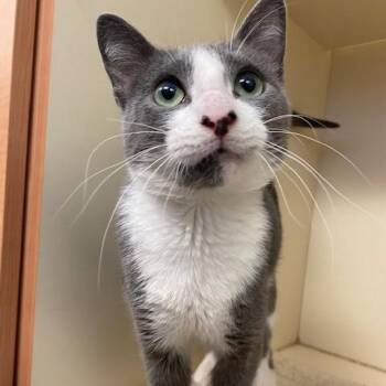 Churro -  Domestic Short Hair Cat for Adoption in Dayton, Ohio - Churro | PetCurious