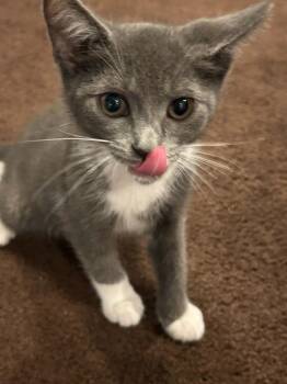 Teddy -  Domestic Short Hair Cat for Adoption in Wading River, New York - Teddy | PetCurious