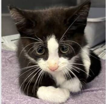 Pez -  Domestic Short Hair Cat for Adoption in Ashland, Virginia - Pez | PetCurious