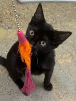 Lovegood (magical Luna) -  Bombay and Domestic Short Hair Cat for Adoption in Houston, Texas - Lovegood (magical Luna) | PetCurious