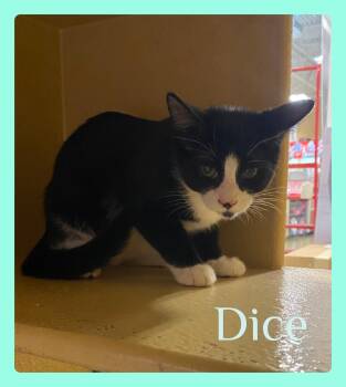 DICE -  Tuxedo Cat for Adoption in Lawton, Oklahoma - DICE | PetCurious
