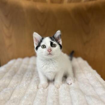 Water Slide--In Foster -  Domestic Short Hair Cat for Adoption in Fargo, North Dakota - Water Slide--In Foster | PetCurious