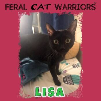 Domestic Short Hair Cats Available for Adoption in Kingman, Arizona - Lisa | PetCurious