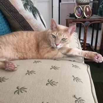 Rusty -  Domestic Short Hair Cat for Adoption in Englewood, Florida - Rusty | PetCurious