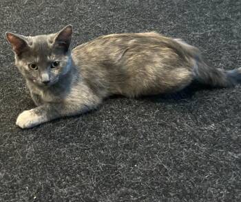 Astor -  Domestic Short Hair Cat for Adoption in Arthur, Ontario - Astor | PetCurious