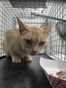 Giratina -  Domestic Short Hair Cat for Adoption in Sevierville, Tennessee - Giratina | PetCurious