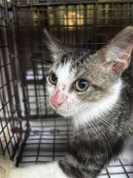 A659396 -  Domestic Short Hair Cat for Adoption in Houston, Texas - A659396 | PetCurious