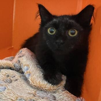 Beetle -  Domestic Medium Hair Cat for Adoption in Houston, Texas - Beetle | PetCurious