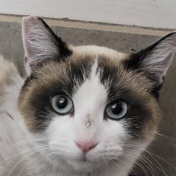 Siamese and Snowshoe Cats Available for Adoption - Dolly | PetCurious