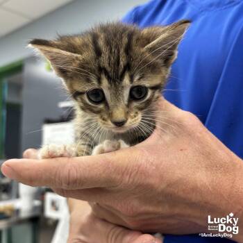 Domestic Short Hair Cats Available for Adoption in Washington, District Of Columbia - Ziggy | PetCurious