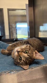 Rescue Domestic Short Hair Cats for Adoption in Clarksville, Tennessee - Cat Woman | PetCurious