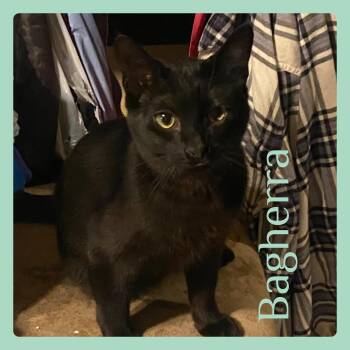 Tabby Cats Available for Adoption - BAGHERRA | PetCurious