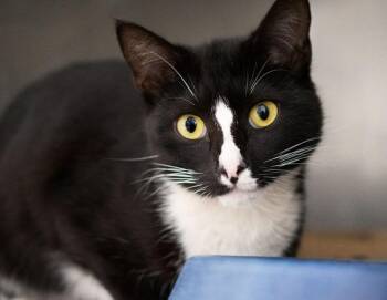 Domestic Short Hair Cats Available for Adoption in Monroe, Georgia - Sam  | PetCurious