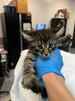 LUCKY CHARM -  Domestic Short Hair Cat for Adoption in Thousand Palms, California - LUCKY CHARM | PetCurious