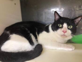 Rescue Domestic Short Hair Cats for Adoption in Cleveland, Ohio - Gabe | PetCurious