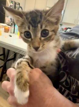 Rescue Domestic Short Hair Cats for Adoption in Augusta, Georgia - Brownie | PetCurious