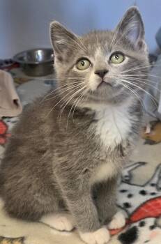 Gambit -  Domestic Short Hair Cat for Adoption in Washburn, Wisconsin - Gambit | PetCurious