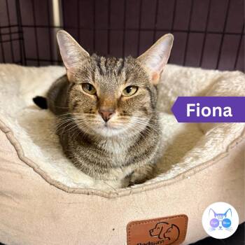 Fiona -  Domestic Short Hair Cat for Adoption in Penfield, New York - Fiona | PetCurious
