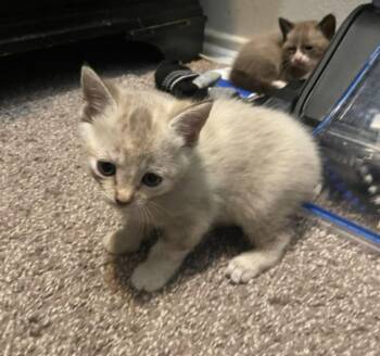 Sage -  Siamese Cat for Adoption in San Antonio, Texas - Sage | PetCurious