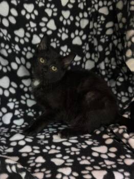 7012 (Bear) -  Domestic Short Hair Cat for Adoption in Lake City, Michigan - 7012 (Bear) | PetCurious
