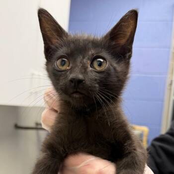 Shego -  Domestic Short Hair Cat for Adoption in Stillwater, Oklahoma - Shego | PetCurious