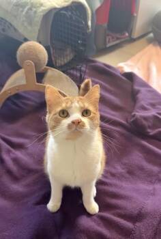 Domestic Short Hair Cats Available for Adoption in Quakertown, Pennsylvania - Thor | PetCurious