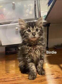 Birdie -  Maine Coon and Domestic Long Hair Cat for Adoption in Chicago, Illinois - Birdie | PetCurious