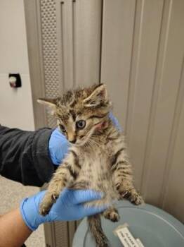 Domestic Short Hair Cats Available for Adoption in Gastonia, North Carolina - Redenbacher (Red Band) | PetCurious