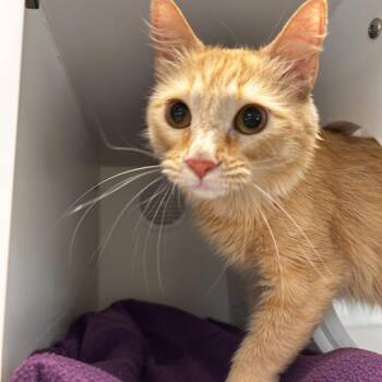 Domestic Medium Hair Cats Available for Adoption in Phoenix, Arizona - Sunshine | PetCurious