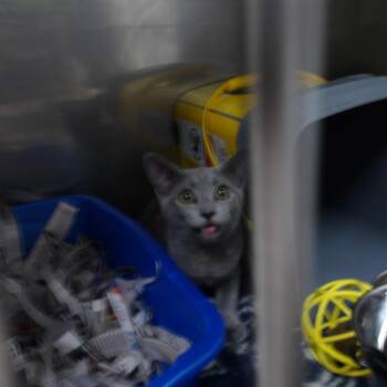 Poppy (FKA-Danica) -  Domestic Short Hair Cat for Adoption in Marble, North Carolina - Poppy (FKA-Danica) | PetCurious