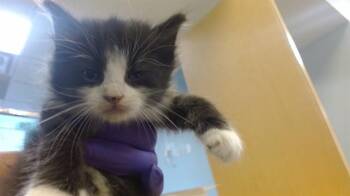 Domestic Short Hair Cats Available for Adoption in Doral, Florida - STORMY | PetCurious