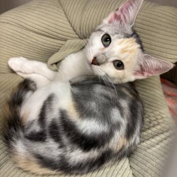 Bellie -  Domestic Short Hair Cat for Adoption in Redwood City, California - Bellie | PetCurious