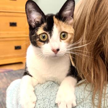 Rescue Calico Cats for Adoption in Woodbridge, Virginia - Darling Dolly - Dog Friendly | PetCurious