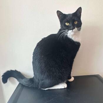 Rescue Domestic Short Hair Cats for Adoption in Nashville, Georgia - Domino | PetCurious