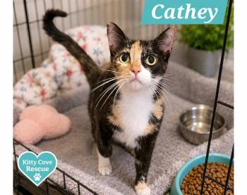 Cathey -  Domestic Short Hair Cat for Adoption in Mount Pleasant, Texas - Cathey | PetCurious